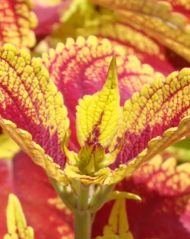 Fotografia de capa Solenostemon scutellarioides - do Jardim Botânico