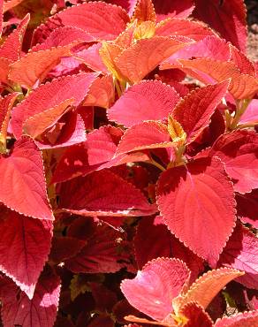 Fotografia 5 da espécie Solenostemon scutellarioides no Jardim Botânico UTAD