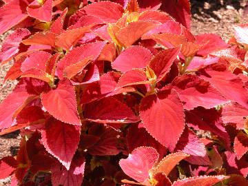 Fotografia da espécie Solenostemon scutellarioides