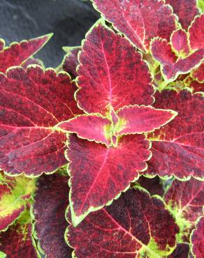 Fotografia 6 da espécie Solenostemon scutellarioides no Jardim Botânico UTAD