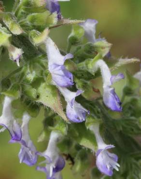 Fotografia 7 da espécie Solenostemon scutellarioides no Jardim Botânico UTAD