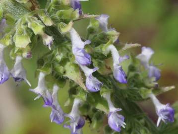 Fotografia da espécie Solenostemon scutellarioides