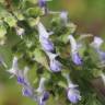 Fotografia 7 da espécie Solenostemon scutellarioides do Jardim Botânico UTAD