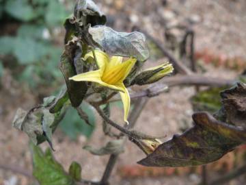 Fotografia da espécie Solanum lycopersicum