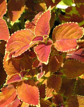 Fotografia 9 da espécie Solenostemon scutellarioides no Jardim Botânico UTAD