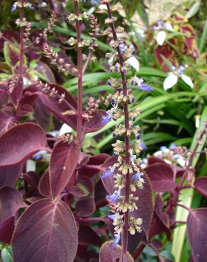 Fotografia 11 da espécie Solenostemon scutellarioides no Jardim Botânico UTAD