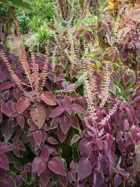 Fotografia da espécie Solenostemon scutellarioides