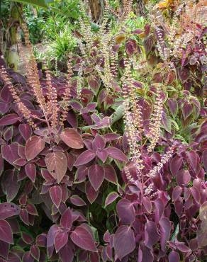 Fotografia 12 da espécie Solenostemon scutellarioides no Jardim Botânico UTAD