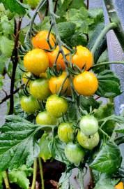 Fotografia da espécie Solanum lycopersicum