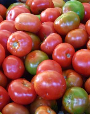 Fotografia 5 da espécie Solanum lycopersicum no Jardim Botânico UTAD