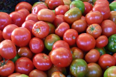 Fotografia da espécie Solanum lycopersicum