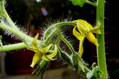 Fotografia da espécie Solanum lycopersicum