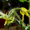 Fotografia 6 da espécie Solanum lycopersicum do Jardim Botânico UTAD