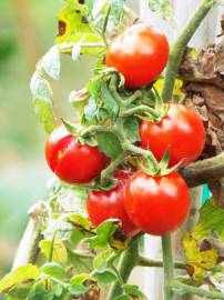 Fotografia da espécie Solanum lycopersicum