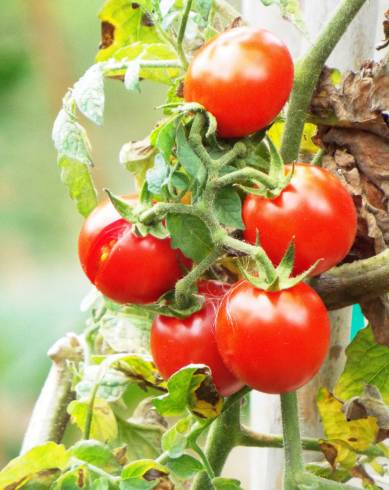 Fotografia de capa Solanum lycopersicum - do Jardim Botânico