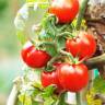 Fotografia 1 da espécie Solanum lycopersicum do Jardim Botânico UTAD