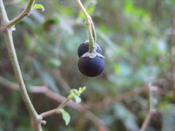 Fotografia da espécie Solanum chenopodioides