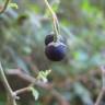 Fotografia 7 da espécie Solanum chenopodioides do Jardim Botânico UTAD