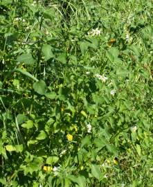 Fotografia da espécie Solanum chenopodioides