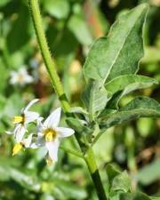 Fotografia da espécie Solanum chenopodioides