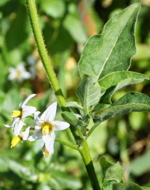 Fotografia 1 da espécie Solanum chenopodioides no Jardim Botânico UTAD