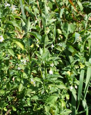 Fotografia 9 da espécie Solanum chenopodioides no Jardim Botânico UTAD