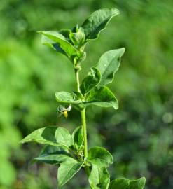 Fotografia da espécie Solanum chenopodioides