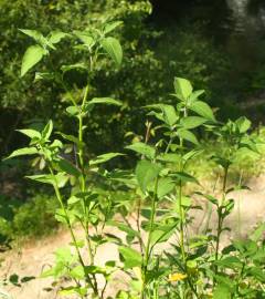 Fotografia da espécie Solanum chenopodioides