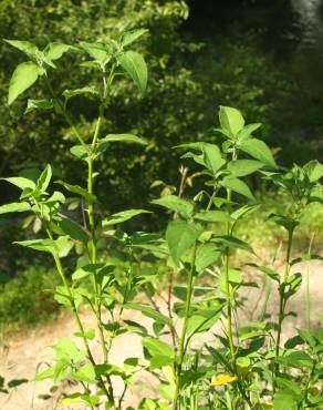 Fotografia 11 da espécie Solanum chenopodioides no Jardim Botânico UTAD