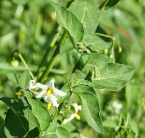 Fotografia da espécie Solanum chenopodioides