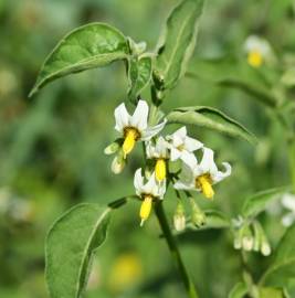 Fotografia da espécie Solanum chenopodioides