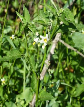 Fotografia 16 da espécie Solanum chenopodioides no Jardim Botânico UTAD