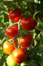 Fotografia da espécie Solanum lycopersicum