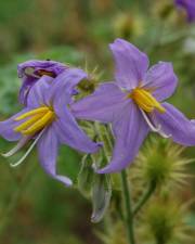 Fotografia da espécie Solanum citrullifolium