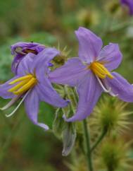 Solanum citrullifolium