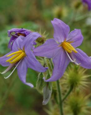 Fotografia 1 da espécie Solanum citrullifolium no Jardim Botânico UTAD