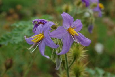 Fotografia da espécie Solanum citrullifolium