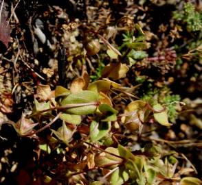 Fotografia da espécie Solenopsis laurentia