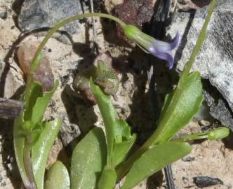 Fotografia da espécie Solenopsis laurentia