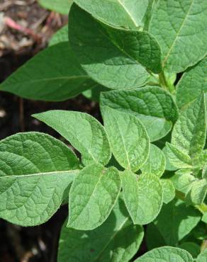 Fotografia 10 da espécie Solanum tuberosum no Jardim Botânico UTAD