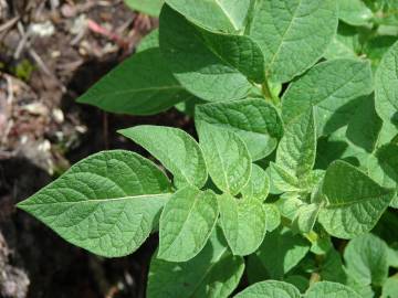 Fotografia da espécie Solanum tuberosum