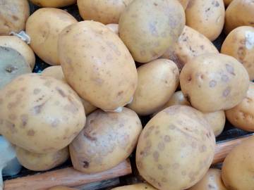 Fotografia da espécie Solanum tuberosum