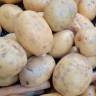 Fotografia 12 da espécie Solanum tuberosum do Jardim Botânico UTAD