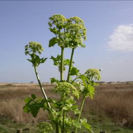 Fotografia da espécie Smyrnium olusatrum