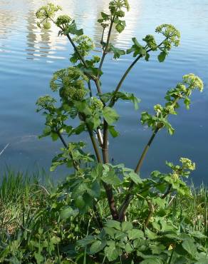 Fotografia 10 da espécie Smyrnium olusatrum no Jardim Botânico UTAD