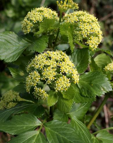 Fotografia de capa Smyrnium olusatrum - do Jardim Botânico