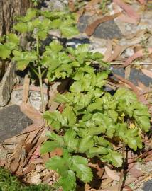 Fotografia da espécie Smyrnium olusatrum