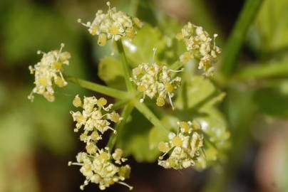 Fotografia da espécie Smyrnium olusatrum