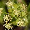 Fotografia 14 da espécie Smyrnium olusatrum do Jardim Botânico UTAD