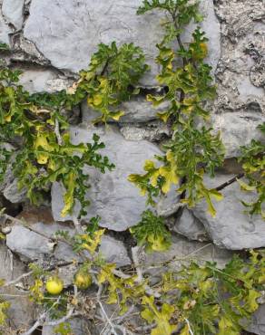 Fotografia 8 da espécie Solanum linnaeanum no Jardim Botânico UTAD